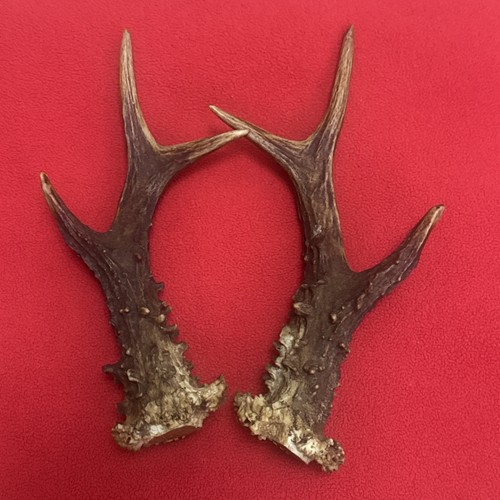 Pair roe deer antlers 228g - of,