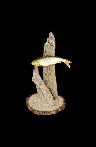 Taxidermy tiny common dace - tiny,