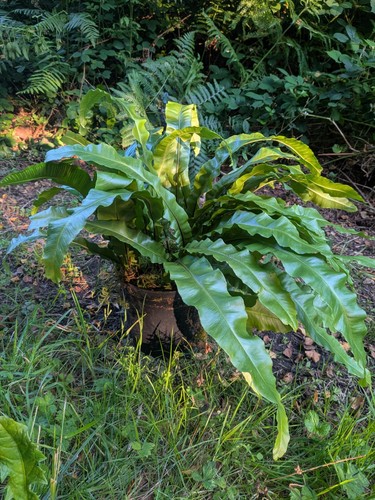 Hart tongue fern - hart’s,