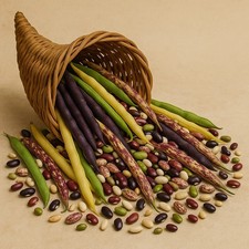 RARE LEGUMES MYSTERY PACK - 6