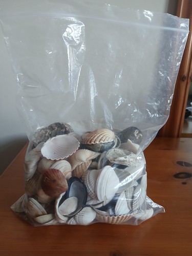 Sea shells selection - shells,