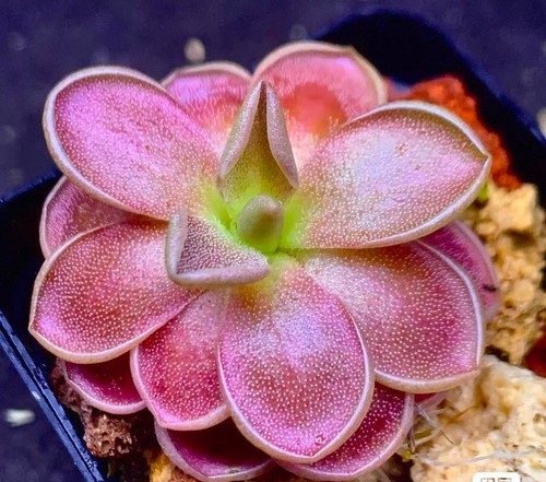 Pinguicula delta rare - pinguicula,
