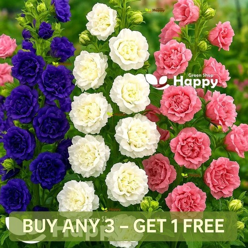 Canterbury bells double mix - mix,