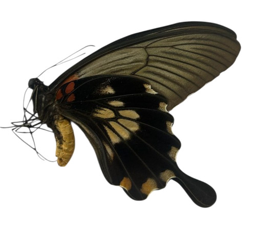 Papilio memnon - , (mindoro)