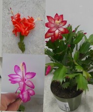 3 x Christmas Cactus cuttings