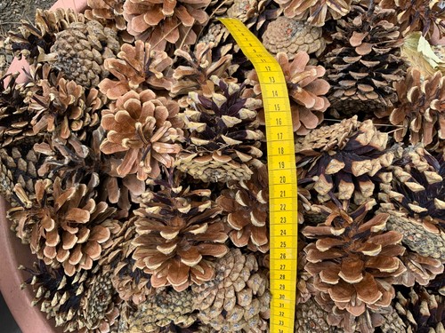 Pine cones derbyshire - 30,