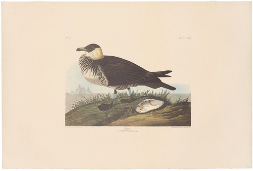 Audubon amsterdam double - audubon, ed