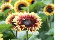 20  X  SUNFLOWERS   MINI PLUG