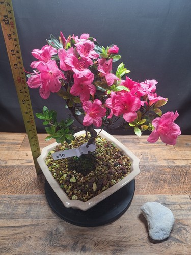 Pink flowering azalea - 16",