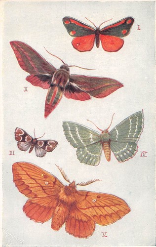 Postcard british moths - british,