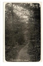 IN WINCHMORE HILL WOODS: London postcard (C87592)