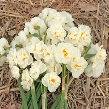 Bridal Crown Daffodil Bulbs - Perfect For Naturalizing