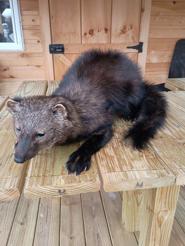Taxidermy fisher cat mount - fisher,