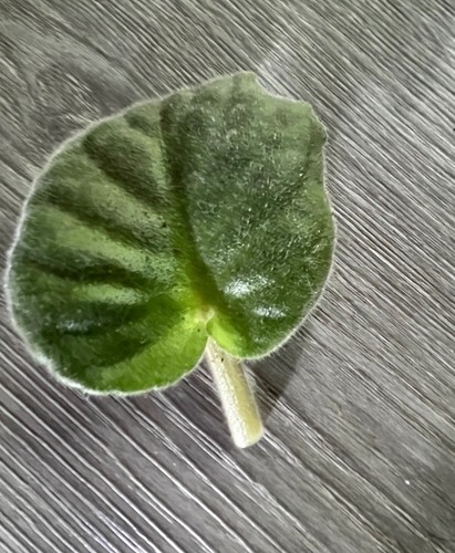 African violet cuttings - violet,