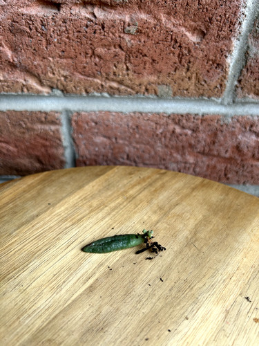 Rooted leaf crassula ovata - leaf,