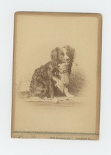 1890s PET DOG Spaniel Smoking TOBACCO PIPE Ohio Cabinet Card ID'd Antique
