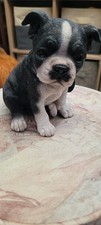 Vivid Arts Boston Terrier