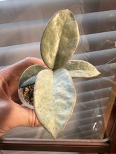 Hoya Nova Ghost Rooted Cutting