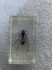 Real life bugs - life, and