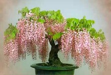 Pink Wisteria Bonsai Tree seeds + detailed growing instructions