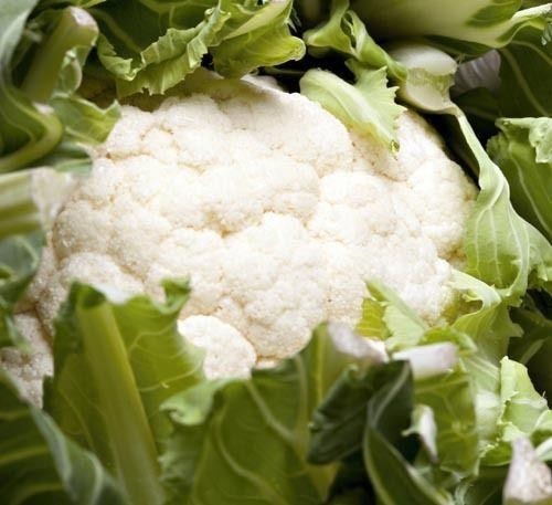 Cauliflower igloo plant plugs - igloo,