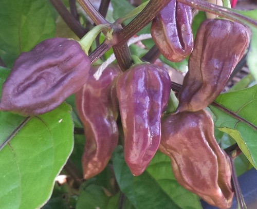 Chilli purple bhut jolokia - purple,