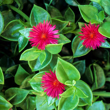 Baby Sun Rose, Aptenia