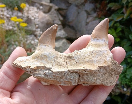 Fossil mosasaur tooth teeth - fossil,