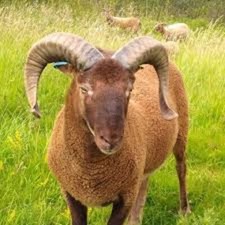 WOOL OFF MOORIT RARE SHEEP