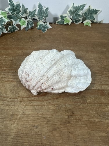 Large natural half - large,