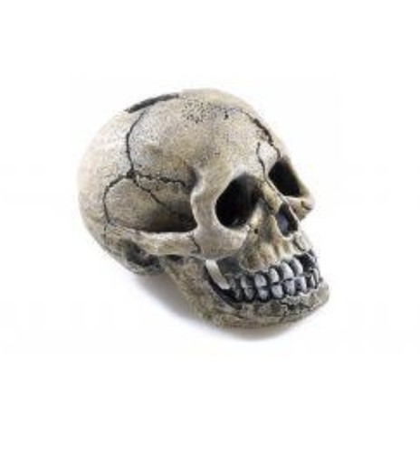 Spooky skull - skull,
