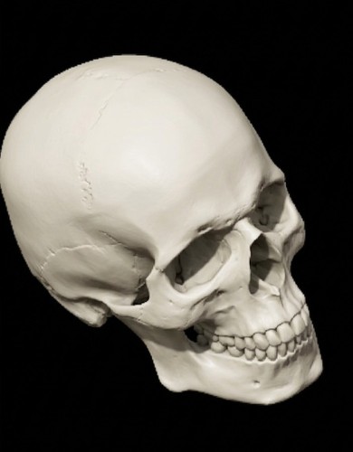 Replica human skull - replica,