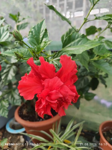 Hibiscus rose - 🌺,