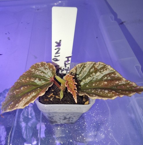 Begonia crazy pink - begonia,