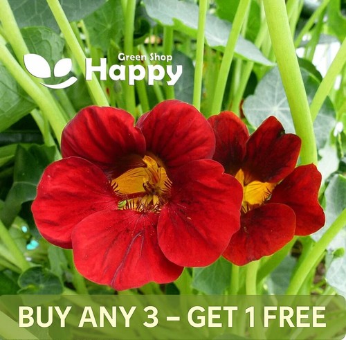 Nasturtium fiery festival - -,