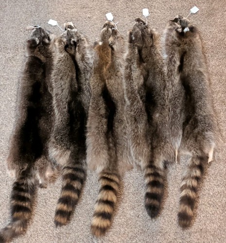 Newly tanned wild large - newly, racoon