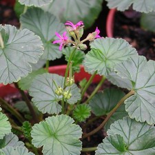Pelargonium grossularoides, 10 Seeds, Small Highly Scented Species, 2025 Harvest