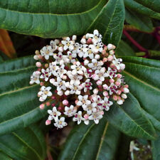 Viburnum davidii Established Flowering Evergreen Shrub 17cm Pot, Ready to Plant