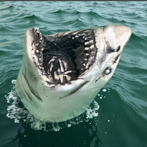 Great white shark head oz - white,