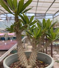 Pachypodium ambongense WYSIWYG Own Root  Boutique  Caudex