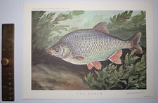 1962 Original Print THE ROACH