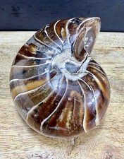 Fossil nautilus large - nautilus,