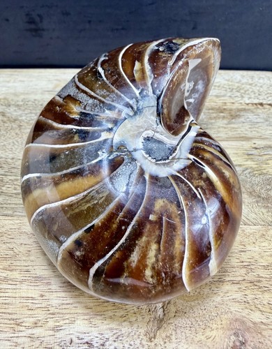 Fossil nautilus large - nautilus,