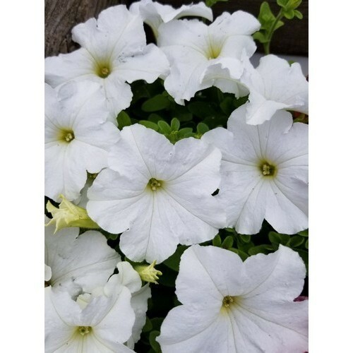 Petunia compacta snowball 1000 - petunia,