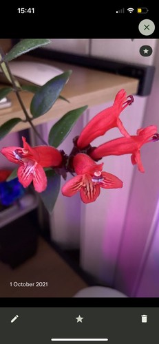 Aeschynanthus lipstick plant - aeschynanthus,