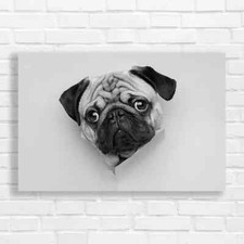Adorable Pug Puppy Black White Canvas Print Large Picture Wall Art