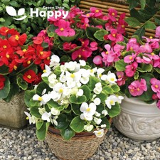 WAX BEGONIA DWARF MIX - 2000 seeds - Begonia semperflorens - ANNUAL FLOWER