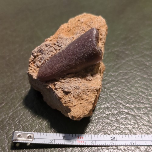 Fossil belemnite dorset - fossil,