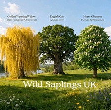 UK Woodland Bundle - Oak