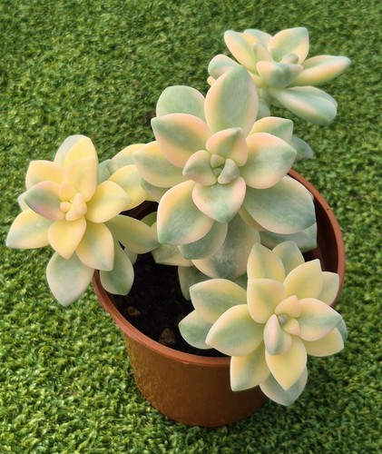 Graptoveria titubans